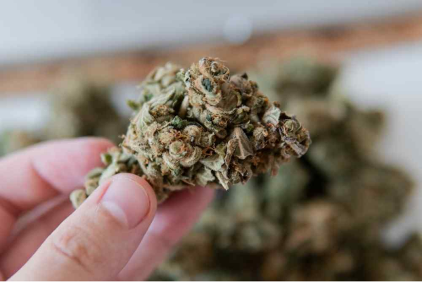 best thca brands 2026
